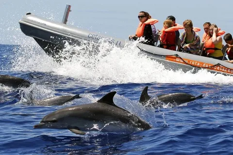 Desde Funchal: Avistamiento de ballenas y delfines