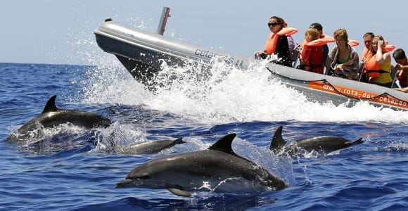 From Funchal: Whale and Dolphin Watching