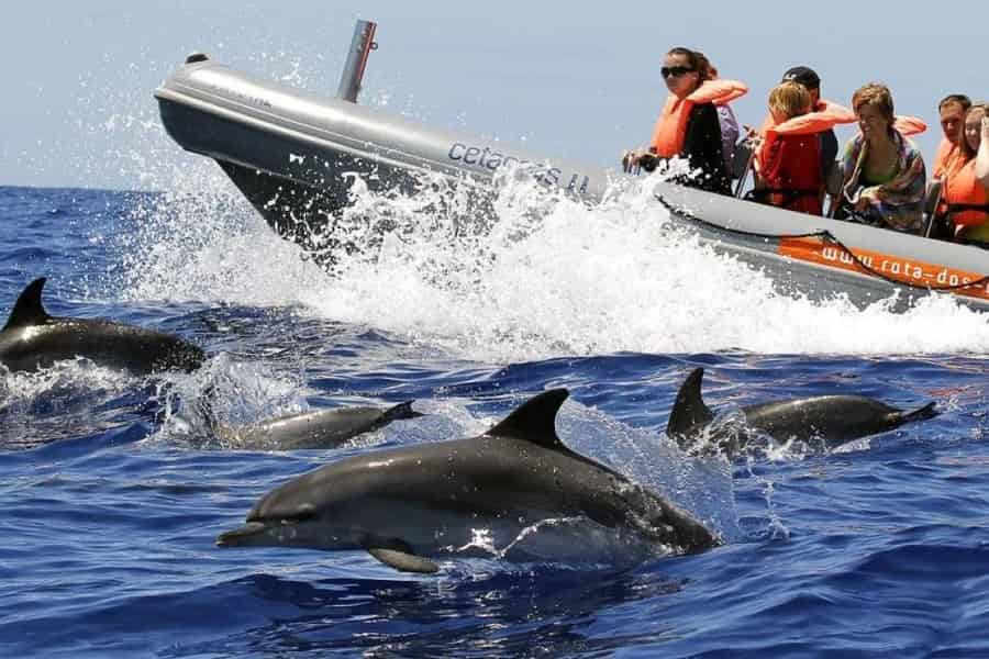 Von Funchal aus: Wale und Delfine beobachten