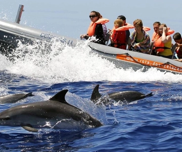 Från Funchal: Val- och delfinskådning
