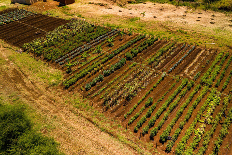 Vanuit Arusha: De 4-daagse safari-expeditie naar Tarangire &amp; Ndutu