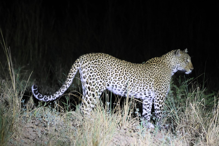 Ouganda : Parc national des chutes de Murchison