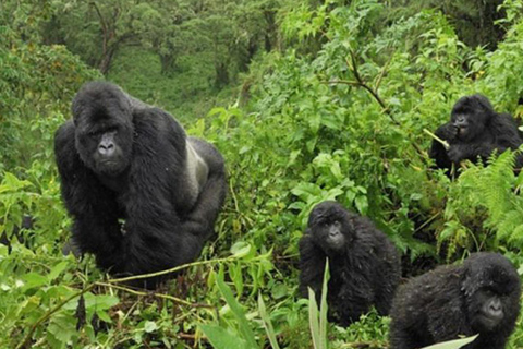 7-Day Murchison Falls, Chimps And Gorilla Trekking Uganda