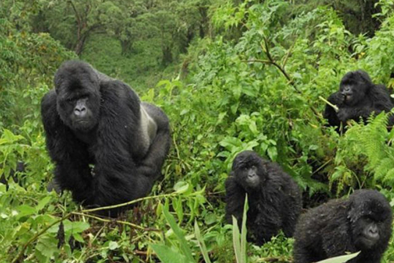 7-Day Murchison Falls, Chimps And Gorilla Trekking Uganda