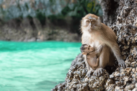 Phuket: Phi Phi Islands Speedboat Tour with Lunch