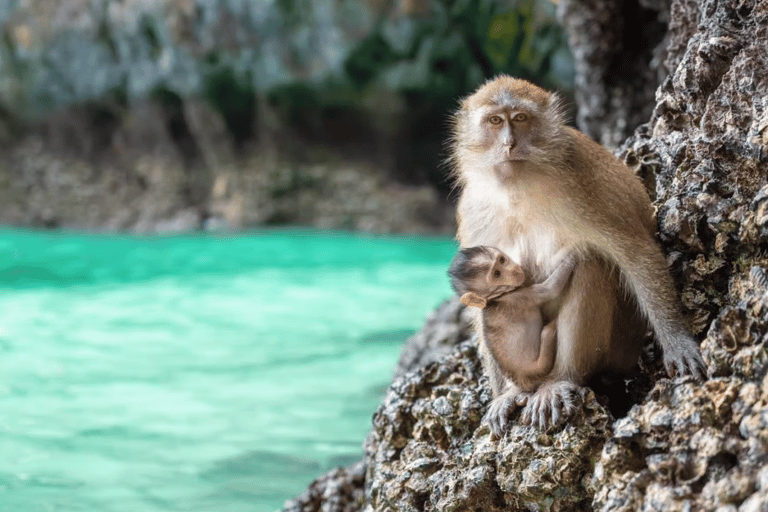 Phuket: Phi Phi Islands Speedboat Tour with Lunch