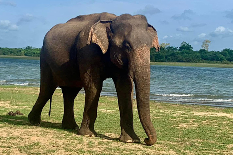 De Galle / Mirissa / Hikkaduwa - Excursão de Safari em Udawalawa