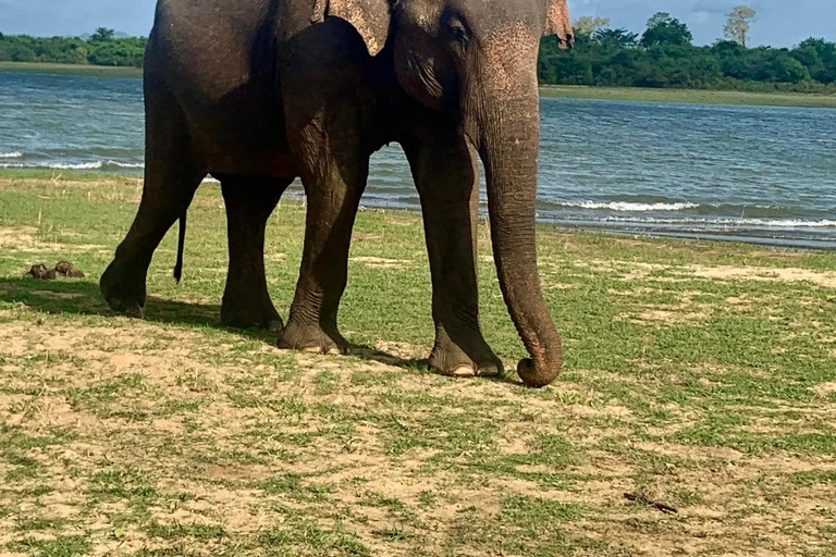 De Galle / Mirissa / Hikkaduwa - Excursão de Safari em Udawalawa