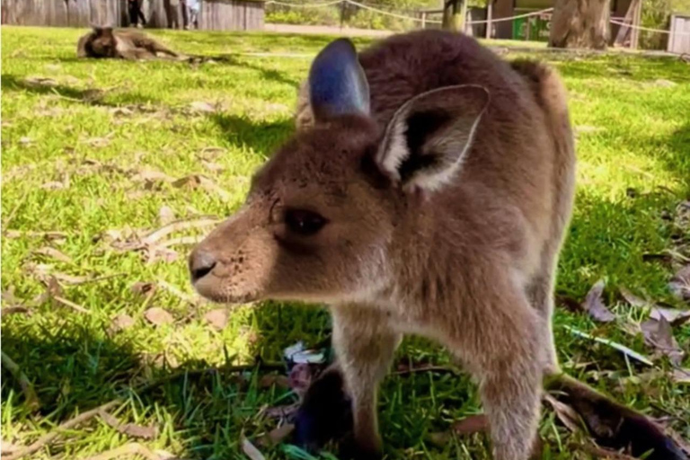 Baby Animals, Boomerangs & BBQ Lunch From Sydney: Baby Animals & Boomerangs Tour with BBQ Lunch