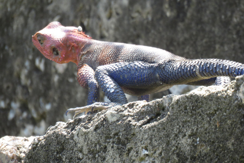 Excursion d'une journée à pied dans le parc national d'ArushaExcursion d'une journée dans le parc national d'Arusha et safari à pied