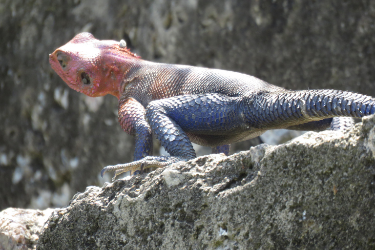 Excursion d'une journée à pied dans le parc national d'ArushaExcursion d'une journée dans le parc national d'Arusha et safari à pied
