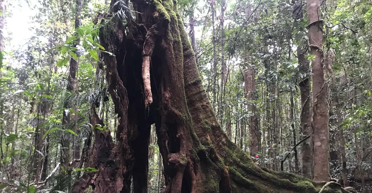 TOWNSVILLE - UNESCO DÜNYA MİRASI YAĞMUR ORMANLARI TURU | GetYourGuide