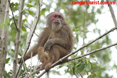 Can Gio Mangrovebos en Apeneiland dagvullende tour