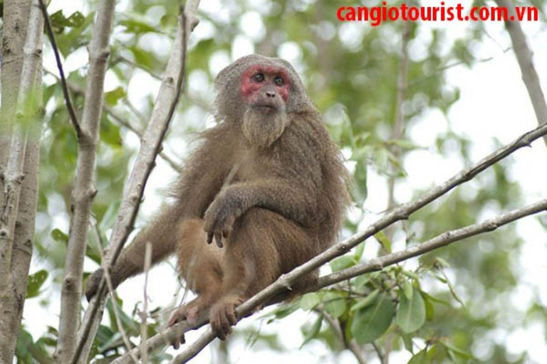 Can Gio Mangrovebos en Apeneiland dagvullende tour