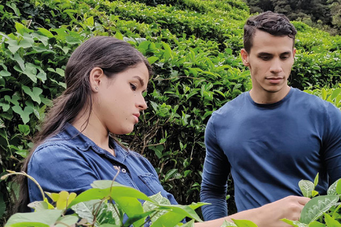 Boquete, Chiriquí: An ancient flavor in a tea leaf Boquete, Chiriquí: Dive into the world of tea
