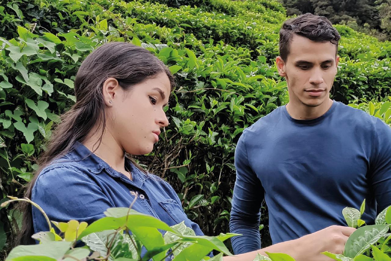 Boquete, Chiriquí: An ancient flavor in a tea leaf Boquete, Chiriquí: Dive into the world of tea