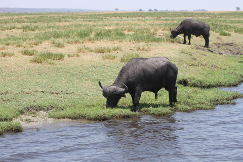 Victoria Falls: Safari game drive tour 3 hours