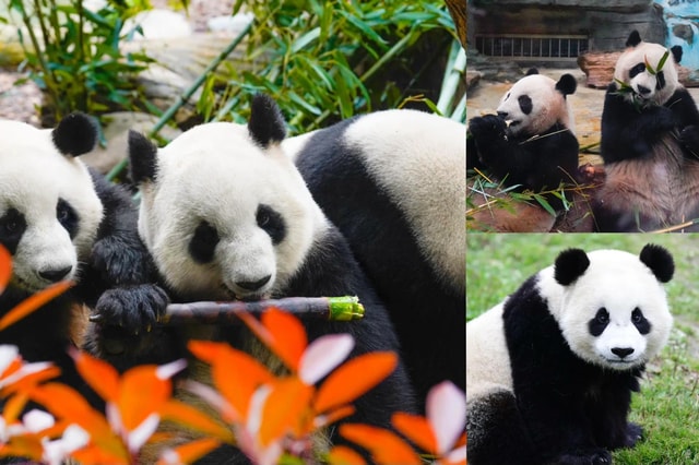 Chengdu Giant Panda: Panda Base or Shenshuping (optional)