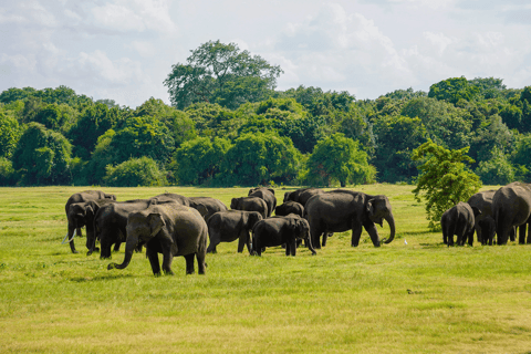 Minneriya: National Park Elephant Safari with Hotel Pickup