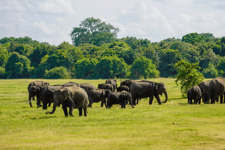 Minneriya: Safari de elefantes no Parque Nacional com serviço de busca no hotel