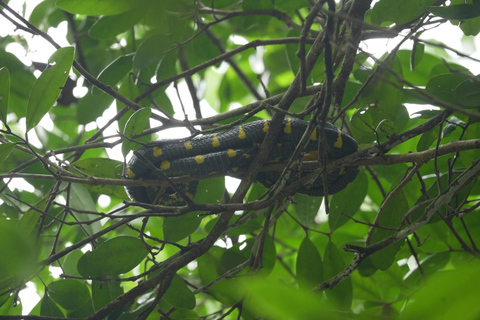 Khaolak: Little Amazon and Wat Khongkha Phimuk (Half Day)