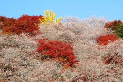 Nagoya: Autumn Korankei Gorge & Shikizakura Highlights Tour Shared Tour, Meet at Chubu Electric Power MIRAI Tower