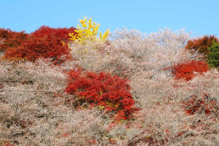 Nagoya: Autumn Korankei Gorge & Shikizakura Highlights Tour Shared Tour, Meet at Chubu Electric Power MIRAI Tower