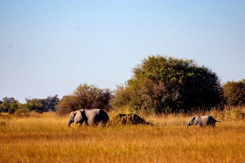 Chobe - Savuti Trail: Elephant & Big Cats (4 days 3 Nights)