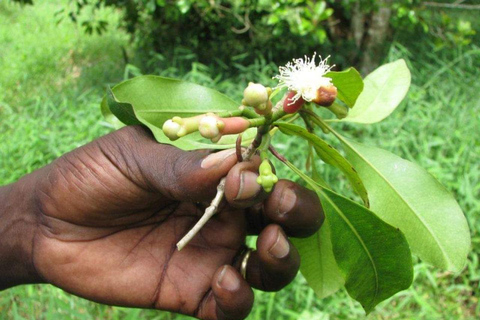 Zanzibar: Wycieczka piesza po Kamiennym Mieście + Wyspa Więzienna i przyprawy