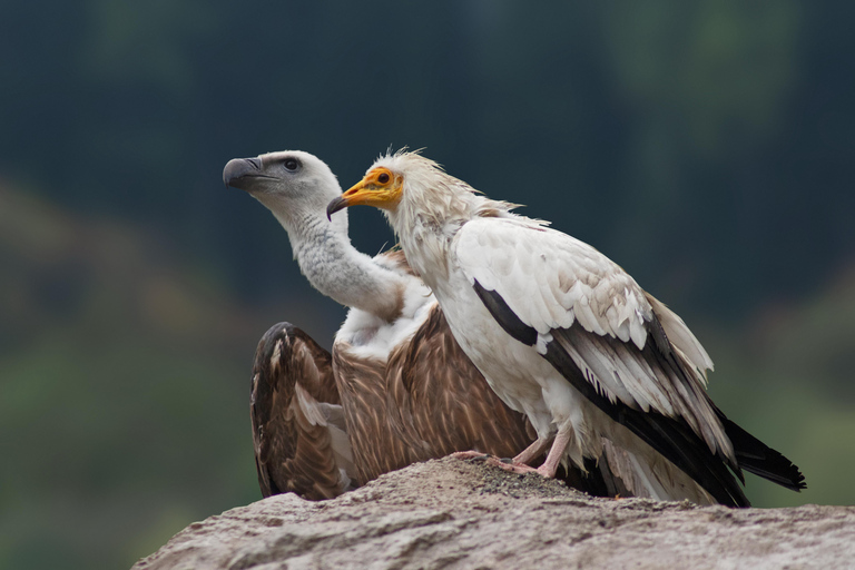 Innsbruck: Bilet wstępu do alpejskiego zoo