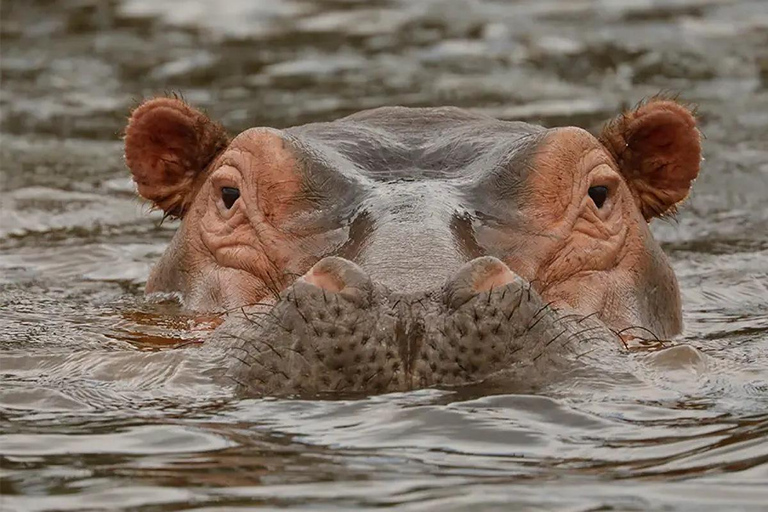 Chebera Churchura: Wildtiere &amp; malerische Ausblicke 4-tägige TourChebera Churchura: 4-tägige Tour mit Wildtieren und tollen Aussichten