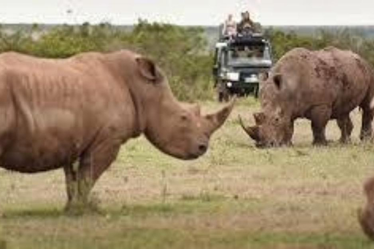 Nairobi Excursión de un día al Parque Nacional del Lago Nakuru