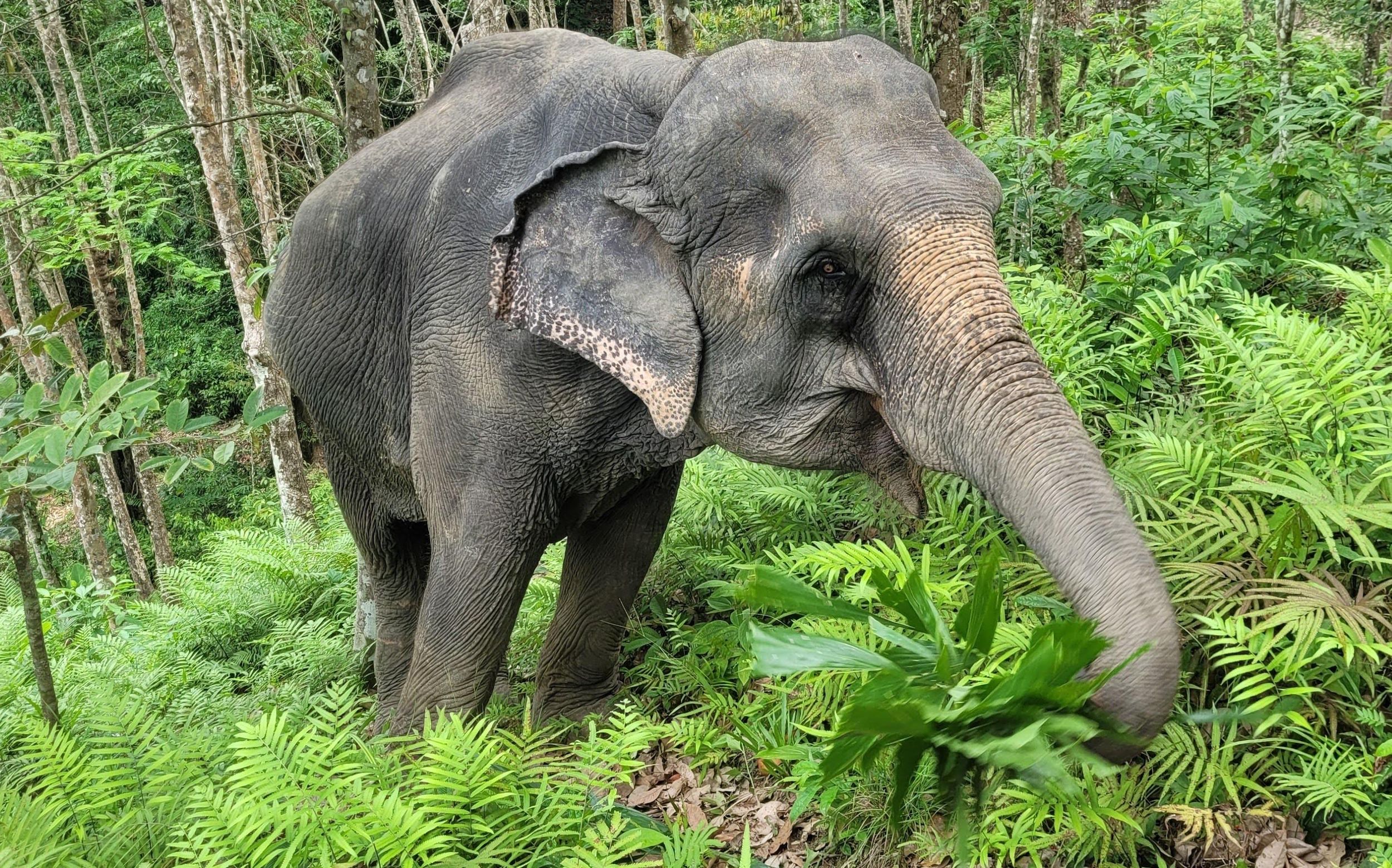 Phuket: Beobachte Riesen im Phuket Elephant Care