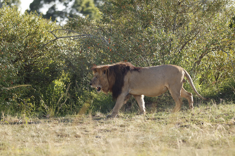 Viaggio di un giorno da Nairobi a Maasai Mara - AWNairobi: Escursione di un giorno nella Riserva Nazionale di Maasai Mara - Privato