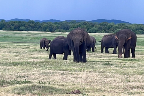 Parque Nacional de Minneriya : Safari en Jeep con entradas