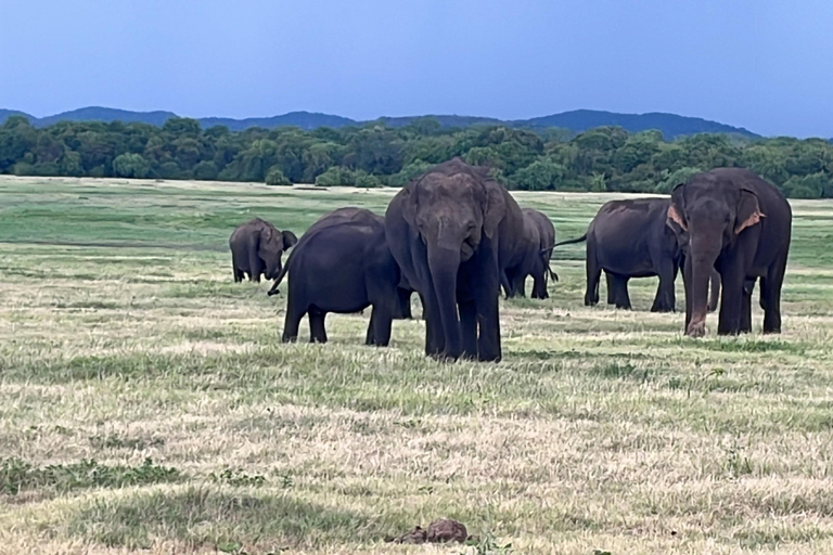 Parque Nacional de Minneriya : Safari en Jeep con entradas