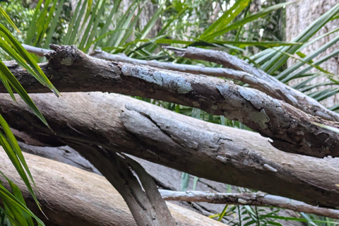 桑给巴尔石头城徒步导览和乔扎尼森林