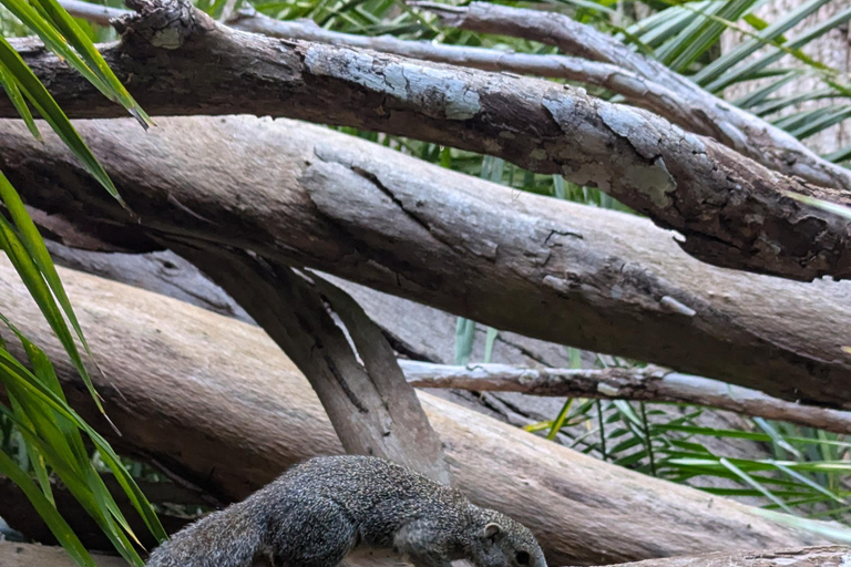 桑给巴尔石头城徒步导览和乔扎尼森林