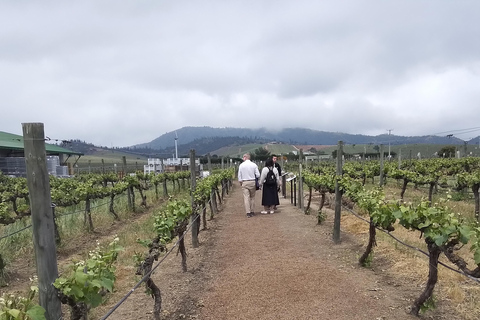 Santiago: Cousiño Macul Vineyard Premium Tasting Tour