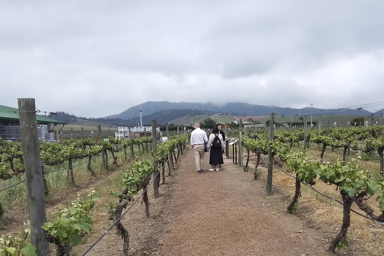 Santiago: Cousiño Macul Vineyard Premium Tasting Tour