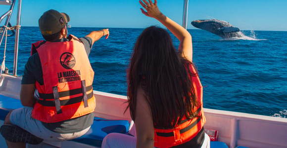 Cabo: Whale Watching Glass Bottom Boat to the Arch