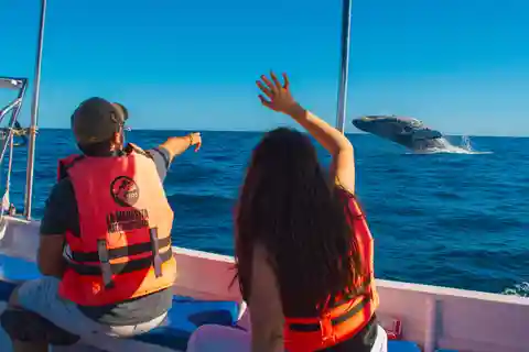 Glass bottom boat whale watching