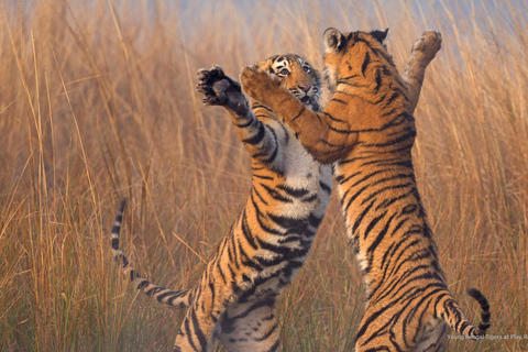 Tour notturno da Delhi a Ranthambhore/Safari con le tigri in auto