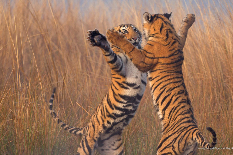 Delhi naar Ranthambhore nachtelijke tour/tijgersafari per auto