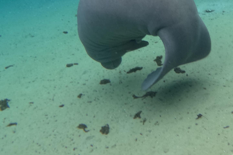 Crystal River: Guided Manatee Tour Heated Boat Free Photos