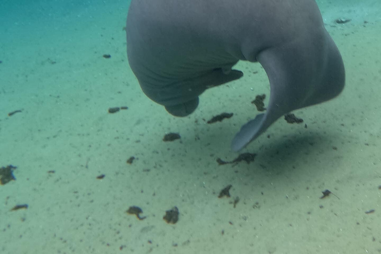 Crystal River: Guided Manatee Tour Heated Boat Free Photos