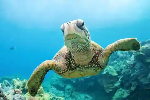 Marsa Alam: Marsa Mubarak Snorkling Havsresa med lunch