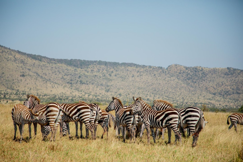 Arusha: Ngorongoro Crater Day Trip – Big Five Safari