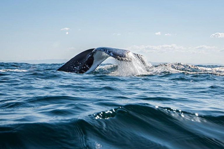 Côte d'Or : Observation des baleines