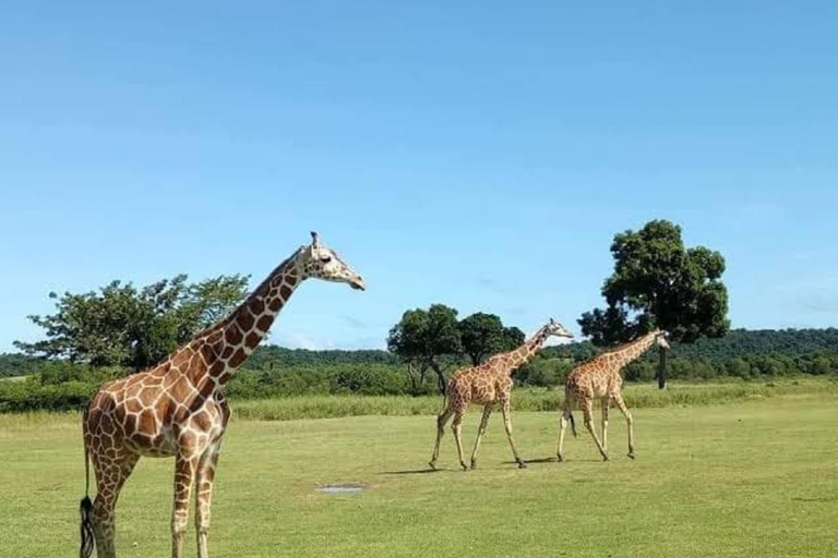 7 Days Coron Wanders Escape Islands Hopping & Wildlife Tour